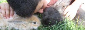 Enfant en zoothérapie qui embrasse un lapin et un cochon d'inde, deux rongeurs