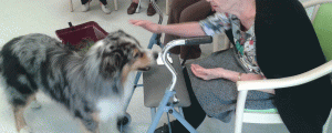 médiation par l’animal - Une personne âgée caresse le chien médiateur nommé Fétiche