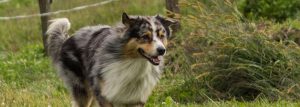 médiation par l’animal - un chien qui semble heureux de courir