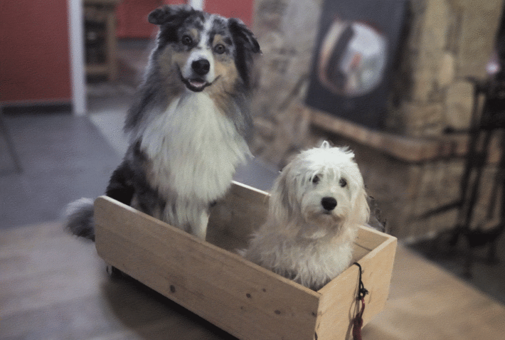 Doodle et fétiche les deux chiens médiateurs en séance de zoothérapie... dans un carton !