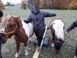 Mediation animale avec deux poneys
